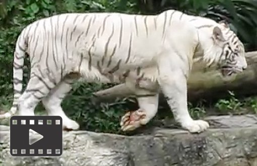 White Tiger