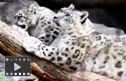 Snow Leopards