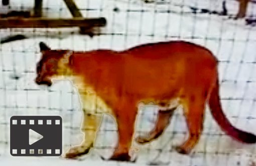 Puma (Cougar/Mountain Lion)