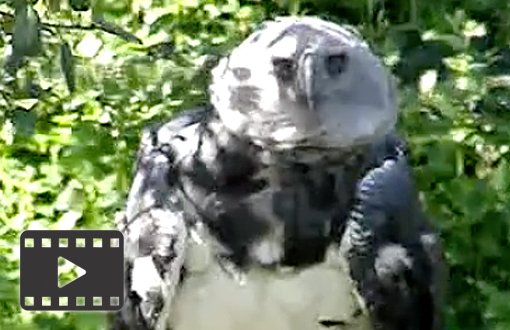 Harpy Eagle
