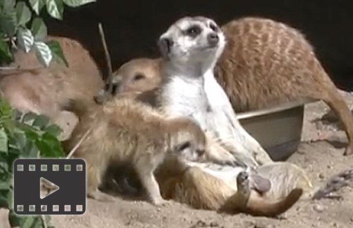 Meerkats