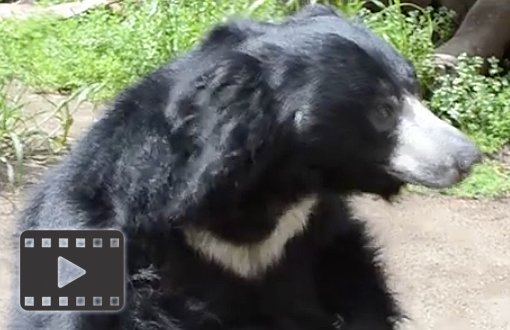 Sloth Bear