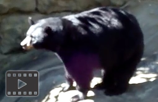 Black Bear