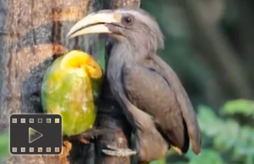 Grey Hornbill