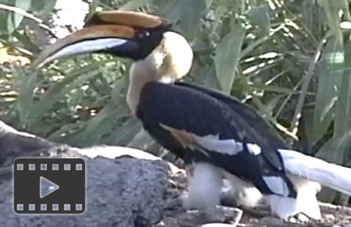 Great Hornbills