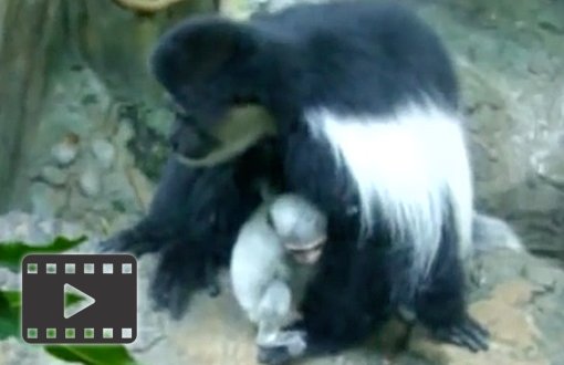 Colobus monkey