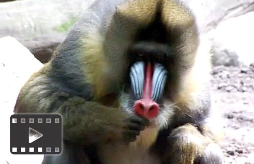 Mandrill Baboon