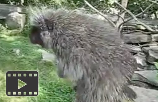 Porcupine