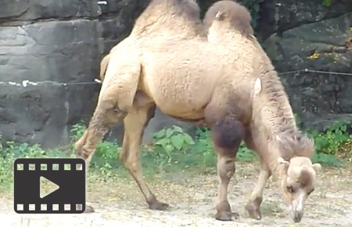 Camel