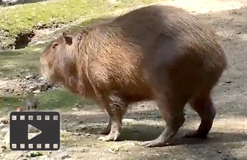 Capybara