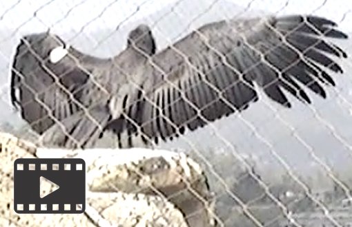 California Condors