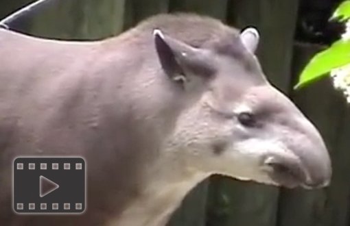 Tapir