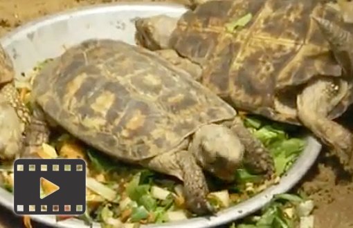 Pancake Tortoises