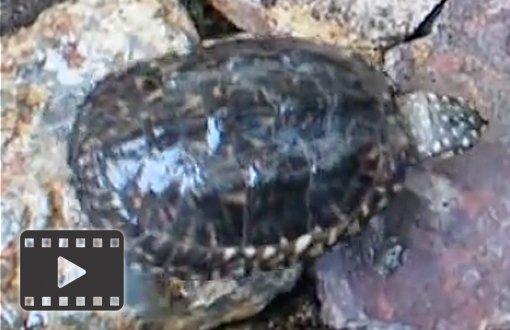 Spotted Pond Turtles