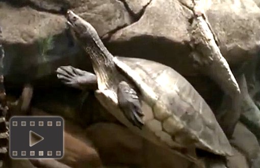 Central American River Turtle