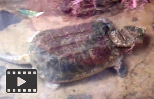 Alligator Snapping Turtle