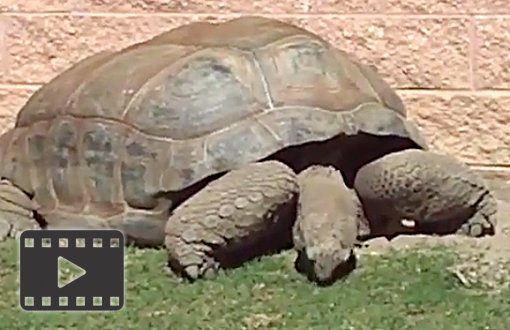 Aldabra Tortoise