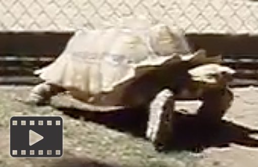 African Spurred Tortoise