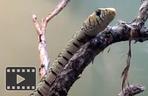 Mexican Tiger Rat Snake