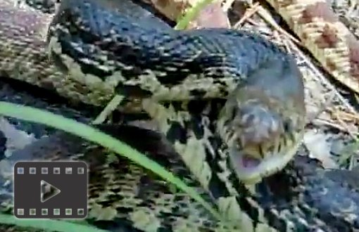 Louisiana Pine Snake