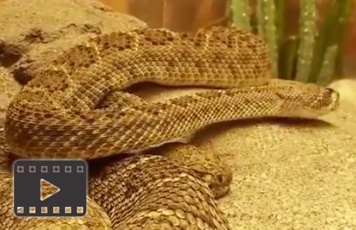 Western Diamondback Rattlesnake