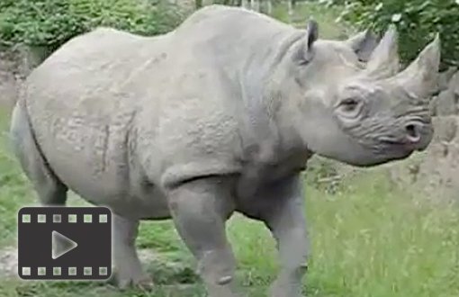 Black Rhino