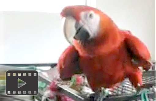 Scarlet macaw