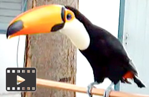 Toco Toucan
