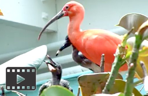Scarlet Ibis