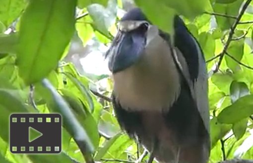 Boat-billed Heron