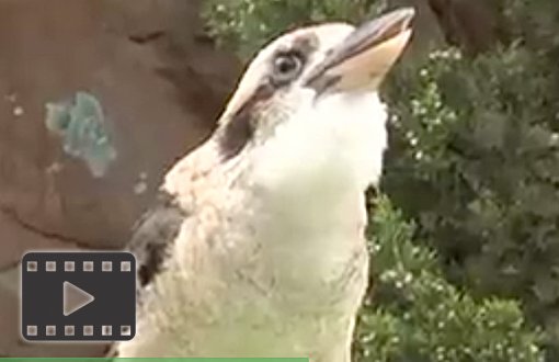 Kookaburra