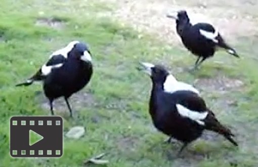 Magpies