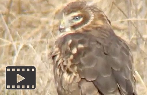 Northern Harrier