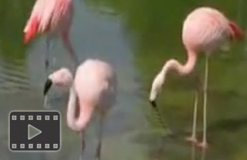 Chilean Flamingo