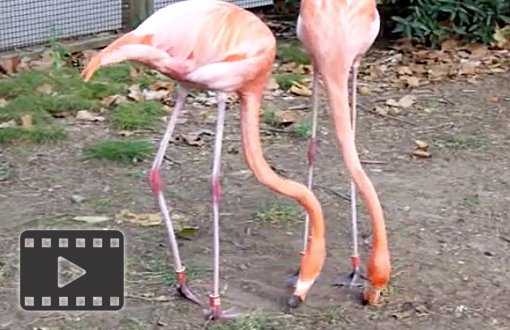 American Flamingo