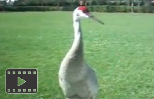 Sandhill Crane