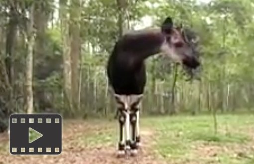 Okapi