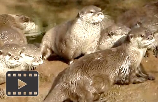 River Otters