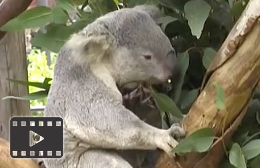 Koala Bear