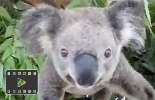 Koala Bear