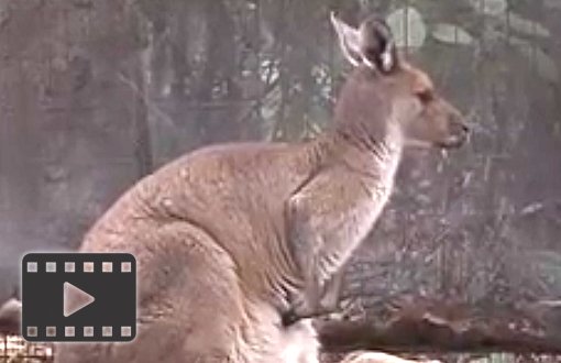 Kangaroo