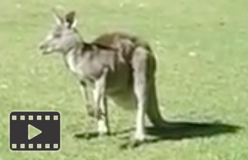 Kangaroo
