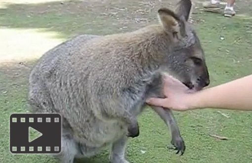 Wallaby