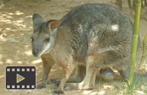 Dama Wallaby