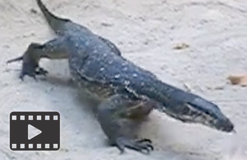 Monitor Lizard
