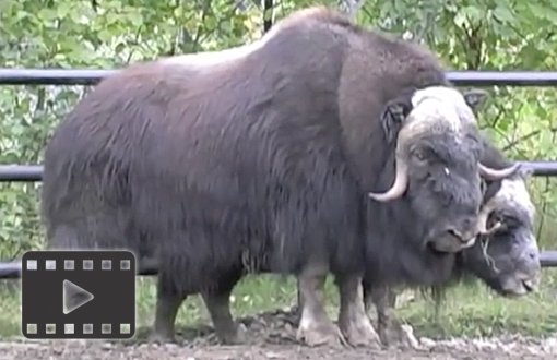 Musk Ox
