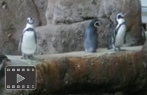 Humboldt Penguins
