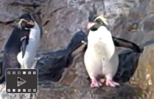 Rock Hopper Penguins