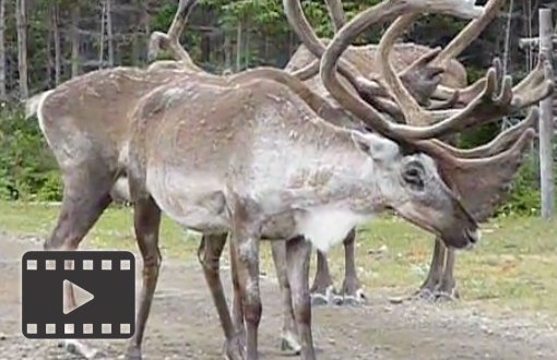 Caribou